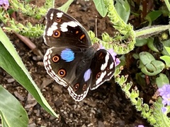 Junonia oenone