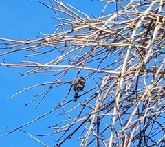 Pycnonotus xanthopygos