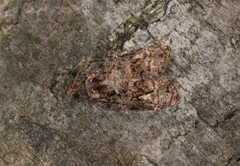 Gatesclarkeana idia