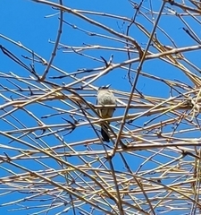 Pycnonotus xanthopygos