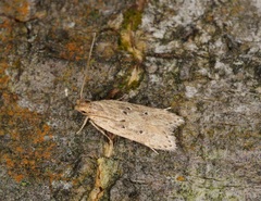 Helcystogramma triannulella