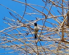 Pycnonotus xanthopygos