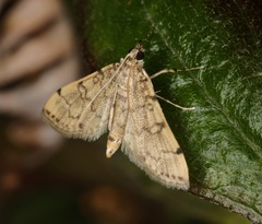 Lamprosema tampiusalis