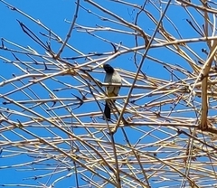 Pycnonotus xanthopygos