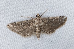 Metoeca nymphulalis