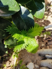 Urtica membranacea