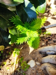 Urtica membranacea