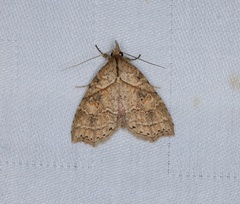 Olulis puncticinctalis