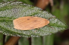 Paralithosia shaowuica