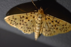 Conogethes