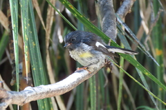 Petroica macrocephala macrocephala