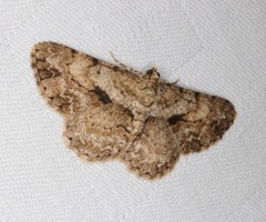 Psilalcis galsworthyi