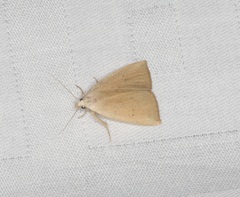 Rivula ochracea