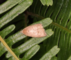 Scythropiodes