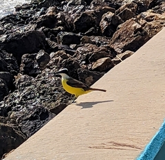 Pitangus sulphuratus