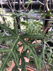 Cnidoscolus aconitifolius