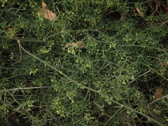 Asparagus umbellatus image