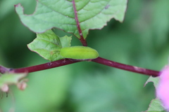 Heliophorus epicles