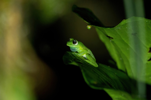 Andes Giant Glass Frog, Espadarana andina