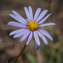 Felicia caespitosa