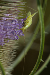 Oecanthus argentinus