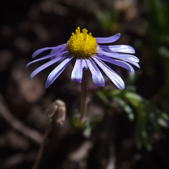 Felicia caespitosa