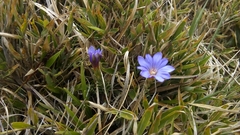 Gentiana arisanensis