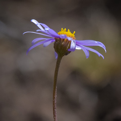 Felicia caespitosa
