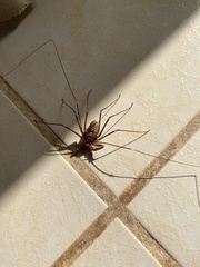 Acanthophrynus coronatus