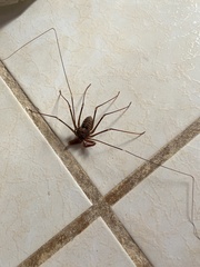 Acanthophrynus coronatus