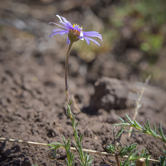 Felicia caespitosa