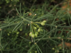 Asparagus umbellatus image