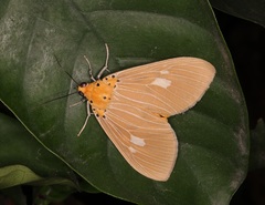 Asota plaginota