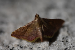 Endotricha olivacealis