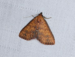 Cerynea punctilinealis