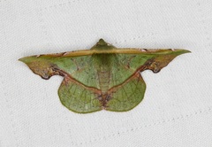 Fascellina plagiata