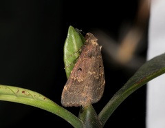 Hydrillodes nilgirialis