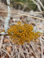Teloschistes exilis