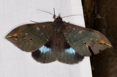 Ischyja ferrifracta