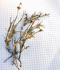 Limonium suffruticosum