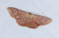 Idaea impexa