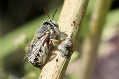 Anthidium