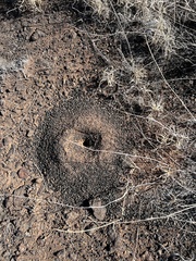 Myrmecocystus mexicanus