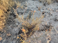 Limonium suffruticosum