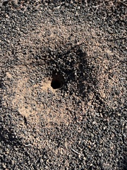 Myrmecocystus mexicanus