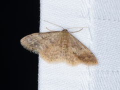 Idaea ptyonopoda