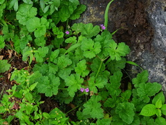 Erodium chium