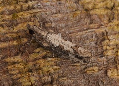 Strepsicrates semicanella