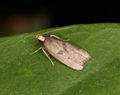 Epichostis