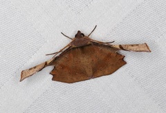 Fascellina chromataria